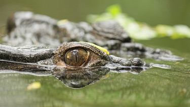 Ein Salzwasser-Krokodil. | Bild: BBC/Mairead Maclean