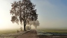 Nach zögerlicher Auflösung vom dichten Nebel zeigten sich diese schöne Bäume die noch zeitweise im Nebel standen mit Raureif am Boden. Gesehen auf einem Weg bei Erlangen.
| Bild: Wilfried Wagner, Erlangen, 09.11.2020