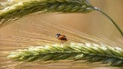 Auf den ersten Blick scheint dieser Marienkäfer zwischen zwei Weizenähren zu Schweben, doch der zweite Blick bringt Gewissheit. | Bild: Wilfried Wagner, Erlangen, 05.07.2023