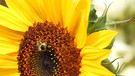 Sonnenblume hat Besuch. | Bild: Horst Bertzky, Bad Kissingen, 09.07.2023
