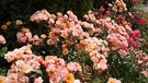 Rosenzeit (aufgen. in einem Garten in Hof) | Bild: Liane Mohringer, Hof, 09.07.2023