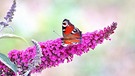 Der Sommerflieder besitzt mit seinem besonderen Duft eine magische Anziehungskraft für Insekten, wie diesen Schmetterling, das Pfauenauge. Gesehen in unseren Garten in Dingolshausen im Steigerwald. | Bild: Roman Wolf, Dingolshausen, 11.07.2023