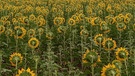 Dreht euch um, schon wieder ein Fotograf. Auch Sonnenblumen haben mal Feierabend. Feld bei Sand am Main | Bild: Marcus Nitschke, Sand am Main, 22.07.2023