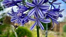 Schmucklilie mit Biene - eins der schönsten Blaus im sommerlichen Garten | Bild: Susanne Haas, Hegnenberg, 22.07.2023