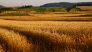 Leuchtende Getreidefelder bei Sonnenuntergang zwischen Holzingen und Kattenhochstatt | Bild: Ursula Knoll, Trommetsheim, 23.07.2023