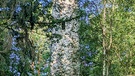Frankenwaldsteigla Stübengrabenweg Kronach. Wie in Rapunzel taucht mitten im Wald der Lucas-Cranach-Turm auf, herrlich. | Bild: Yvonne Sonntag, Stockheim, 23.07.2023