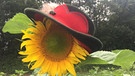 Auch die Sonnenblume braucht einen Sonnenschutz. | Bild: Petra Keidel, Rimpar, 24.07.2023