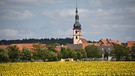 Es scheint, als hätten sich die ganzen Sonnenblumen auf die schöne Kirche von Abstwind hingedreht. | Bild: Wilfried Wagner, Erlangen, 26.07.2023