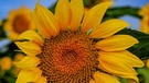 Sommerzeit = Sonnenblumenzeit. Lg aus Rödental. | Bild: Sembach Sebastian, Rödental, 26.07.2023