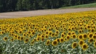 In der Nähe von Wiesentheid hätte ein Jäger schöne Aussichten vom Jägerstand mit einem blühenden Sonnenblumenfeld. | Bild: Wilfried Wagner, Erlangen, 28.07.2023
