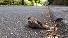 Achtung Jungvögel sitzen zur Zeit auch an Straßen bis sie richtig fliegen können,werden oftmals von Fahrern übersehen. | Bild: Karl Schönherr, Marktbreit, 28.07.2023
