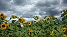 Sonnenblumen bringen auch noch dunkle Regenwolken zu Leuchten. | Bild: Sigrid Pfeifer, Sommerau, 30.07.2023