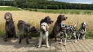 Hunde-Runde um die Lillachquelle bei Weißenohe. Dort lässt es sich schön laufen. | Bild: Sabine Hümmer, Weißenhohe, 08.08.2023