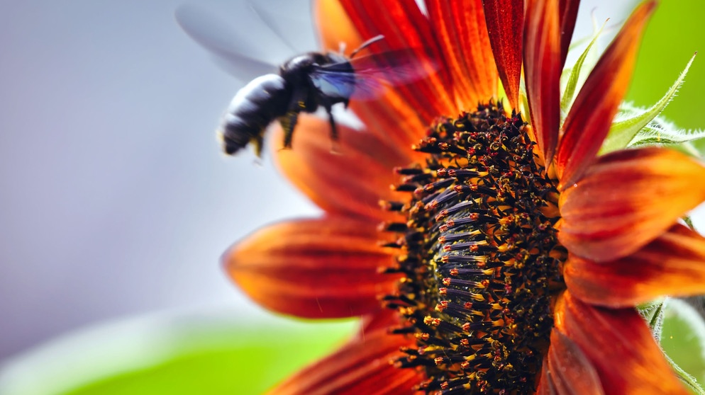 Größte heimische Wildbiene im Anflug auf eine Sonnenblume, daheim auf dem Balkon. | Bild: Horst Bertzky, Bad Kissingen, 13.08.2023