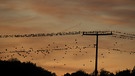 Gestern nach Sonnenuntergang bei Bad Windsheim, "Zugvögel-Vollversammlung" | Bild: Frank Wiemer, Bad Windsheim, 05.09.2023