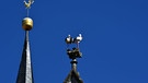 Störche in luftiger Höhe auf dem Kirchendach. | Bild: Horst Bertzky, Bad Kissingen, 05.09.2023