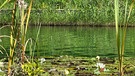 Nein, kein Fluss, die weißen Seerosen im Natuebad Weissenbrunn wachen erst kurz vor Mittag auf und öffnen ihre Blüten. | Bild: Martin Linek, Schnaittach, 09.09.2023
