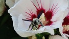 Wer kommt den da aus der Hibiskublüte gekrochen? Eine Holzbiene mit viel Blütenstaub! | Bild: Ottmar Müller, Obermerzbach, 09.09.2023