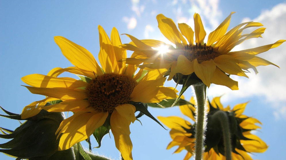 Aus einem Feld mit bereits verblühten Sonnenblumen bei Oberndorf halten einige Exemplare noch die Fahne hoch. | Bild: Frank Wiemer, Bad Windsheim, 16.09.2023