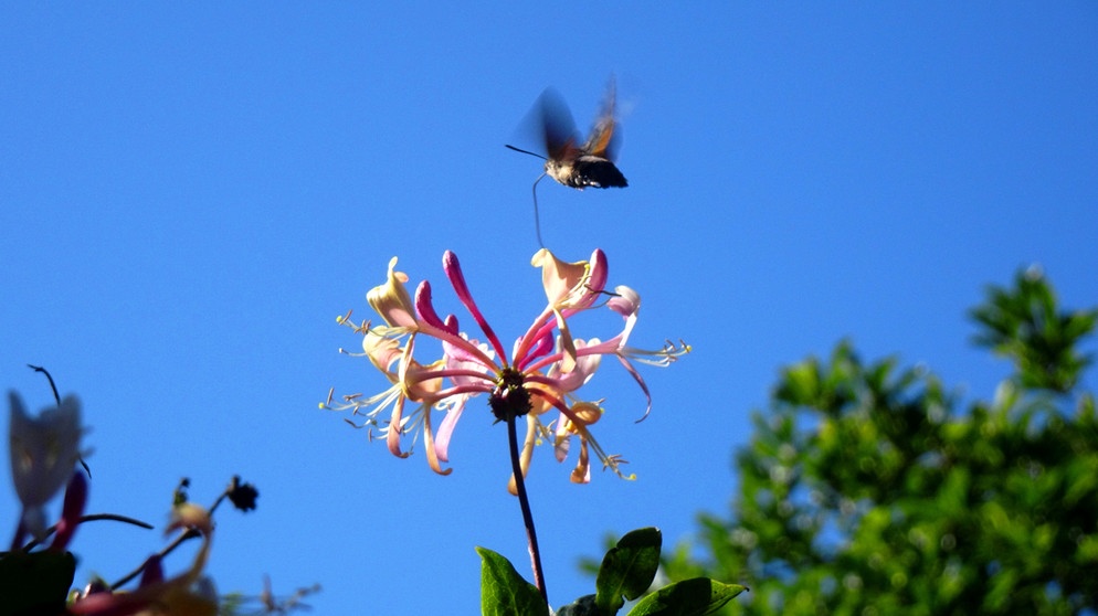 Taubenschwänzchen: der Kolibri, der ein Schmetterling ist. | Bild: Liane Mohringer, Hof, 18.09.2023