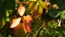 Brombeerblätter mit sonnigen Herbstfarben. | Bild: Horst Bertzky, Bad Kissingen, 21.09.2023