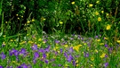 Magie des Augenblicks - Wildblumenwiese | Bild: Liane Mohringer, Hof, 20.05.2024