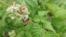 Himbeerblüten warten auf Insektenbesuch... und schon kommt das fleißige Bien'chen vorbei und bereitet die große Obstfreude vor! | Bild: Max Bogendörfer, Unterpreppach, 26.05.2024