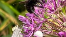 Eine blau-schwarze Holzbiene, ein Hartheu Spanner und eine Krabbenspinne mit einer Honigbiene, die sie sich gefangen hat. Alle auf einer Allium-Blüte in meinem Garten. | Bild: Kerstin Mahr, Wassermungenau, 26.05.2024
