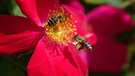 Begehrte Bienen-Blüten in Collenberg am Bayerischen Untermain. | Bild: Roland Schönmüller, Eichenbühl, 27.05.2024