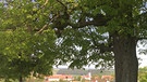 Rast an der Lisberger Linde, einem Naturdenkmal, im Landkreis Bamberg. Von hier aus kann man den Blick auf Lisberg und ins schöne Aurachtal genießen. | Bild: Karin Geyer, Lisberg, 29.05.2024