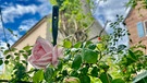 Diese Rose steht in meinem Garten in Wassermungenau. Meine Mutter hat mir erzählt, dass diese Rose von meiner Oma gepflanzt wurde. Das muss vor über 60 Jahren gewesen sein. Im Hintergrund sieht man die St. Andreas Kirche. | Bild: Kerstin Mahr, Wassermungenau, 29.05.2024