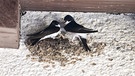 Mehlschwalbenpärchen bauen ein Nest. Gesehen in Neuhaus an der Pegnitz. | Bild: Manfred Döhring, Neuhaus an der Pegnitz, 29.05.2024