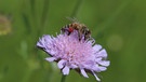 Biene mit purpurroten Füßen auf Acker-Witwenblume. | Bild: Herbert Heyder, Feuchtwangen, 30.05.2024