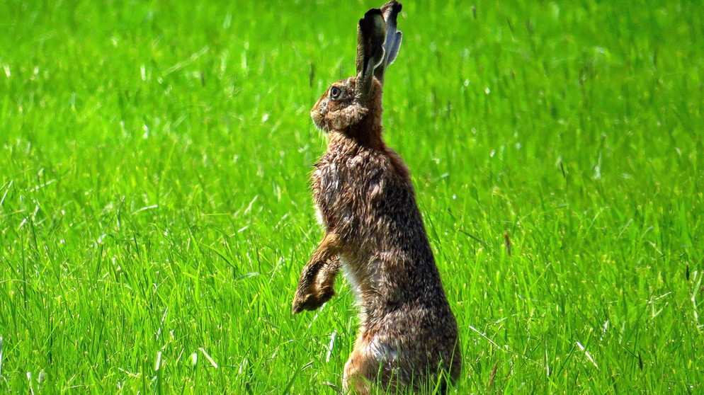 "Ich grüße Sie, Herr Fotograf", möchte der Hase mit seinem Männchen sicher sagen. Gesehen bei einem Spaziergang. | Bild: Karl Schwarz, Schwabach, 05.06.2024