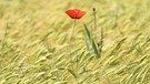 Das Getreidefeld nahe Hüttendorf verleiht der roten Mohnblume eine schöne ästhetische und zugleich malerische Wirkung. | Bild: Wilfried Wagner, Erlangen, 05.06.2024