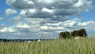 Extra schöne Wolken über der Wetterstation Wunsiedel-Schönbrunn. | Bild: Günter Lorke, Tröstau, 07.06.2024