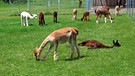 Alpakas in verschiedenen Farben, eines wältz sich im Gras, gesehen in der Nähe von Merkendorf. | Bild: Karl Schwarz, Schwabach, 07.06.2024