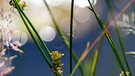 Spinnen beim Sonnenbaden am See-Ufer. | Bild: Horst Bertzky, Bad Kissingen, 09.06.2024