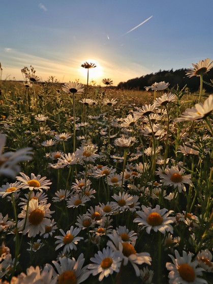 Die Margeriten auf einer Blühwiese im Ohrental bei Krottensee recken ihre Blütenköpfe der untergehenden Sonne entgegen. | Bild: Sabine Friede, Krottensee, 14.06.2024