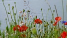 Noch ist die bunte Blumenwiese schön anzusehen. | Bild: Christa Knapp, Röttenbach, 14.06.2024