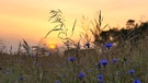 Sonnenuntergang, Saharastaub und Kornblumen am längsten Tag des Jahres. | Bild: Andrea Engelhard, Reichenschwand, 21.06.2024