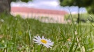 Noch vereinzelt blühen Gänseblümchen auf den Rasenflächen im Schlossgarten in Ansbach. Im Hintergrund die Orangerie. | Bild: Kerstin Mahr, Wassermungenau, 22.06.2024