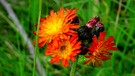 Orangerotes Habichtskraut, das mit seinen leuchtenden Blütenköpfen bezaubert. | Bild: Liane Mohringer, Hof, 22.06.2024