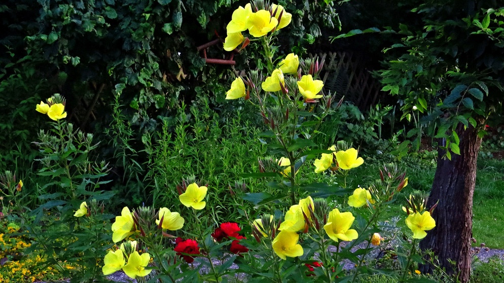 Die Nachtkerze in meinem Garten hat die Blüten geöffnet, aufgenommmen um 22:00 Uhr. | Bild: Karl Schwarz, Schwabach, 26.06.2024