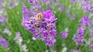 Über den blühenden Lavendel freut sich mein Bien'chenbesuch. Danach freut sich über die Samen der Bluthänfling. | Bild: Max Bogendörfer, Unterpreppach, 28.06.2024