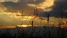 Gräser in der Abendsonne, gesehen bei Leuzendor (Lkr. Haßberge). | Bild: Willi Dressel, Bischwind a.Raueneck, 28.06.2024