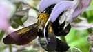 Im ersten Moment dachte ich, da fliegt ne mega große Hummel in meinem Garten an mir vorbei, dann sah ich aber, dass es eine Holzbiene ist, voll mit Blütenstaub | Bild: Kerstin Mahr, Wassermungenau, 29.06.2024