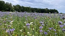 Ein blühendes Feld am Waldrand in der Nähe von Großlangheim im Landkreis Kitzingen  | Bild: Moni Dürr, Mainbernheim , 30.06.2024