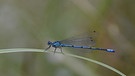 Die blaue Libelle, in den Auen entdeckt. | Bild: Gisela Lindemann, Neuhaus an Pegnitz, 30.06.2024