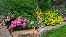 Blüten in einem Vorgarten, gesehen bei einer Radtour im Landkreis Roth. | Bild: Karl Schwarz, Schwabach, 02.07.2024